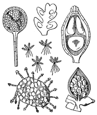 drawing of azolla caroliniana plant parts